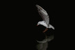 Gull flight