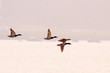 Wild ducks