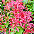 Fraser Photinia, Red Tip