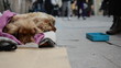 Homeless dog begging in crowded street