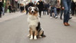 Australian shepherd sitting in a crowded street