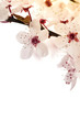 Photo: Pink cherry blossom Pink cherry blossom