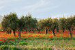 Alberi di ulivo su un tappeto di papaveri
