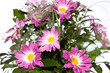bouquet of beautiful summer flowers