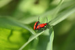 Foto: Lilienhähnchen Lilienhähnchen