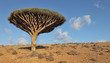 Dragon tree - endemic tree from Soqotra, Yemen