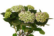 Hortensie