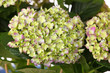 Hortensie
