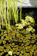 Pond in a lush garden