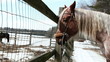 horse stands on the ranch