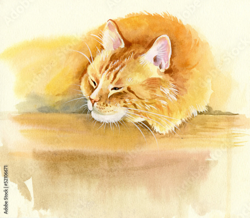Animal Collection: Cat Animal Collection: Cat