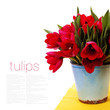 red tulips