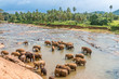 Swimming Elephants