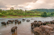Swimmong Elephants