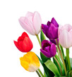 Spring Tulip Flowers bunch