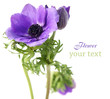 Lilac flower
