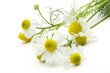Photo: Chamomiles Chamomiles
