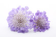 Photo: Purple scabiose Purple scabiose