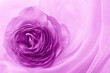 Photo: flower petal on soft satin flower petal on soft satin