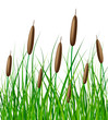Vector reed with grass