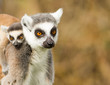 Foto: Young Ring-tailed lemur on the back of it's mother Young Ring-tailed lemur on the back of it's mother