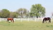 brown and black horse farm scene