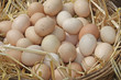 fresh eggs just laid on a bed of fluffy straw
