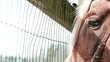 horse stands on the ranch - dolly shot, closeup