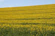 Yellow - field of oilseed rape