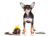 black russian toy dog puppy