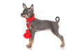 adorable russian toy dog puppy