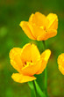 Frühlings Tulpen im Garten. 