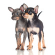 Photo: two adorable little puppies two adorable little puppies