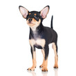 Photo: russian toy dog puppy black russian toy dog puppy black