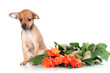 Photo: sad red puppy with roses sad red puppy with roses