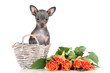 Photo: russian toy dog puppy rare color russian toy dog puppy rare color