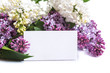 Photo: lilac lilac