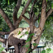 Lioness
