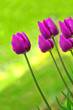 Frühlings Tulpen im Garten. 