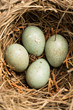Vogelnest mit Amseleiern