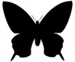 Schmetterling