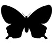 butterfly clipart