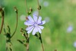 Fiore di cicoria