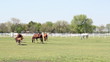foal running ranch scene