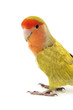Lovebird colors