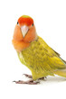 Lovebird colors