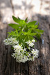 Foto: Sweet woodruff Sweet woodruff