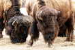American bison / American buffalo