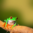 Photo: tropical red eyed treefrog tropical red eyed treefrog