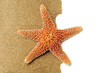 starfish on the sand